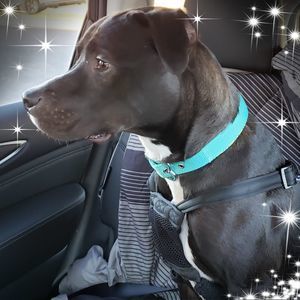 Meet your Posher, Lynette